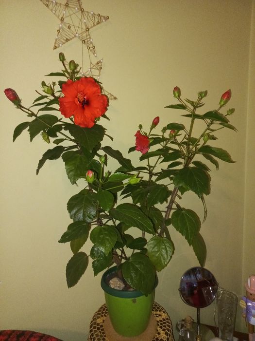 Hibiskus  piękny w doniczce