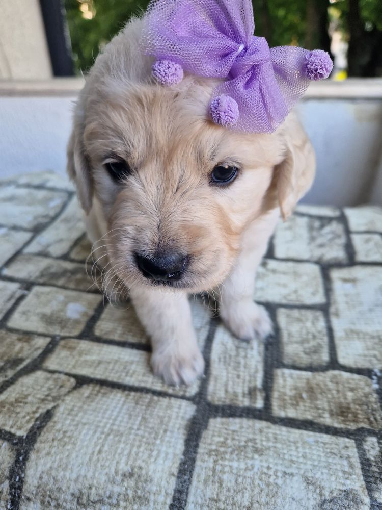 Golden Retriever com LOP pedigree