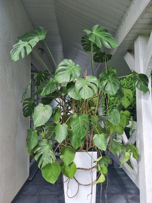 Kwiaty Monstera piękna duża