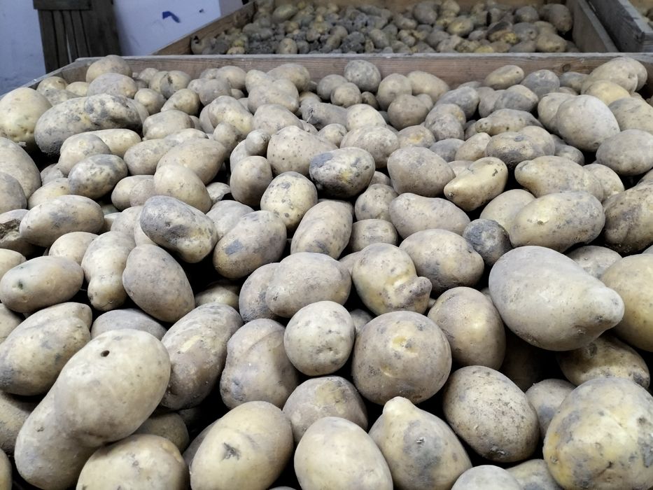 Ziemniaki sadzeniaki Soraya