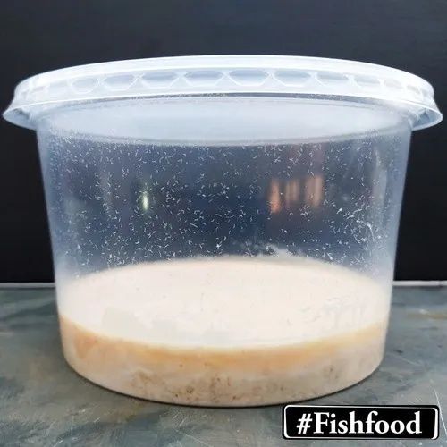 Alimento vivo para peixes - Microvermes de aveia