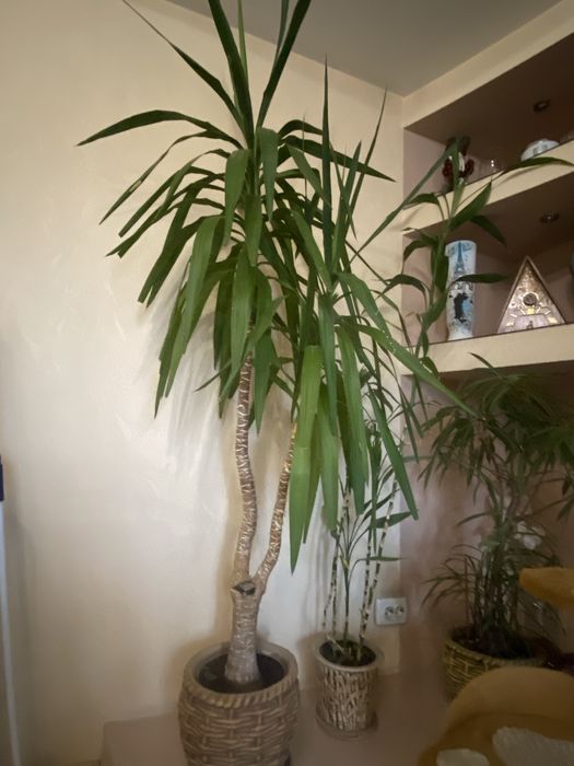 Продам живой цветок-пальму высотой 2м