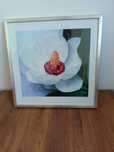 Obraz magnolia 2 Heather Jonson w srebrnej ramie