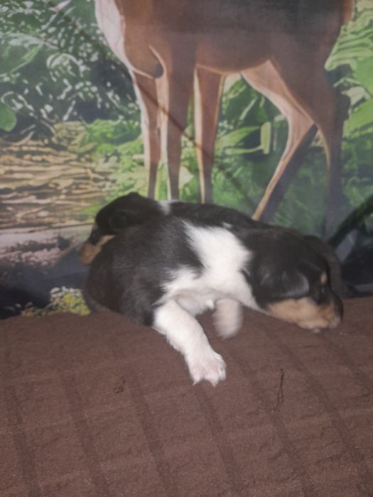 Колли с документами КСУ