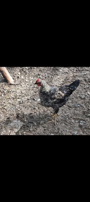 Koguty większe mniejsze