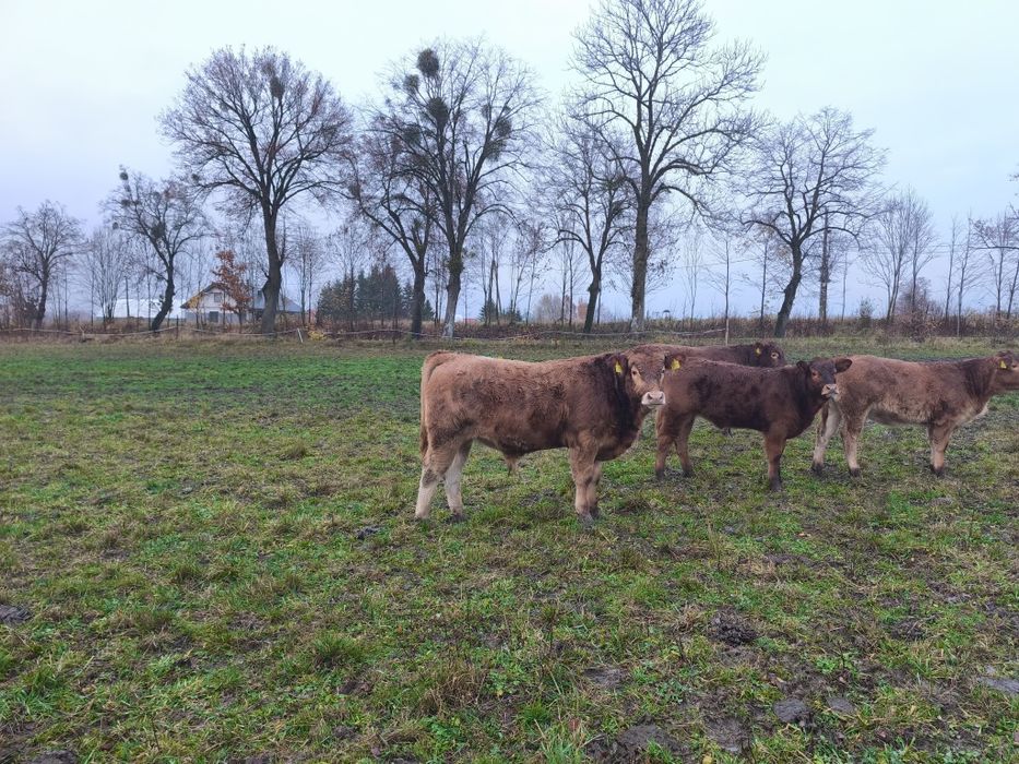 Byczki LM odsadki 10sztuk 8miesięcy