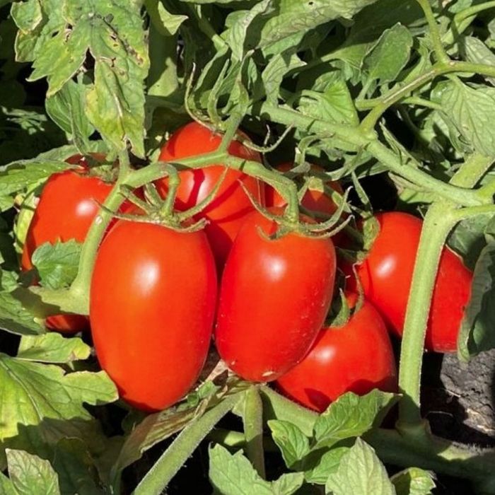 Насіння помідорів та перцю на вагу