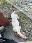 Oddam Jack Russell terrier