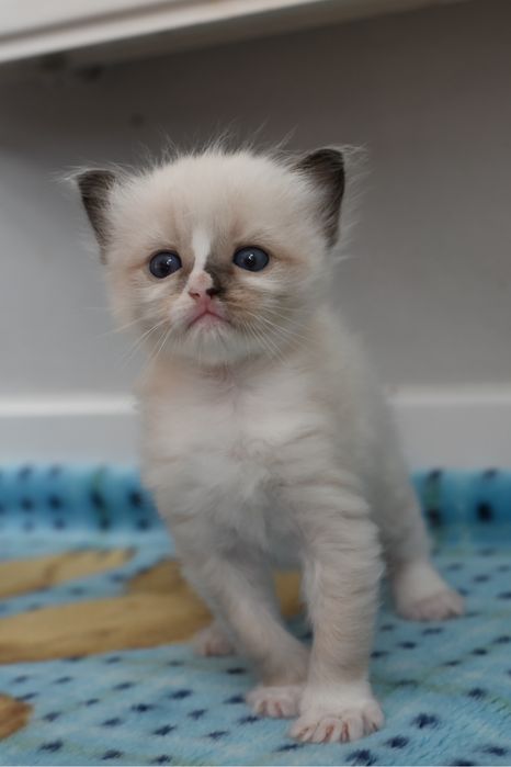 Kocurek, rodowod FPL, hodowla 14 lat.