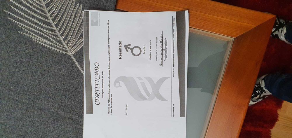 Vendo ring nek mais gaiola