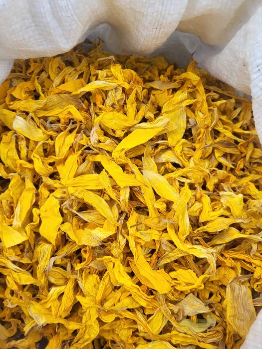 Пелюстки соняшника Соняшник цвіт