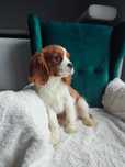Cavalier King l Charles gotowe do odbioru