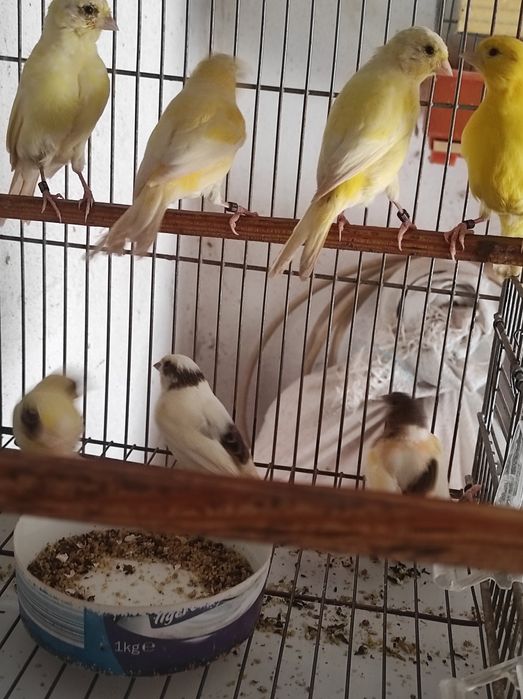 Canários vermelhos intenso e nevados