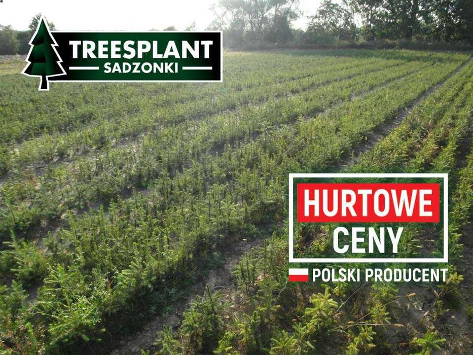 OLSZTYN Świerk Pospolity 30cm 2/1- jodła kaukaska srebrny PL produkcja
