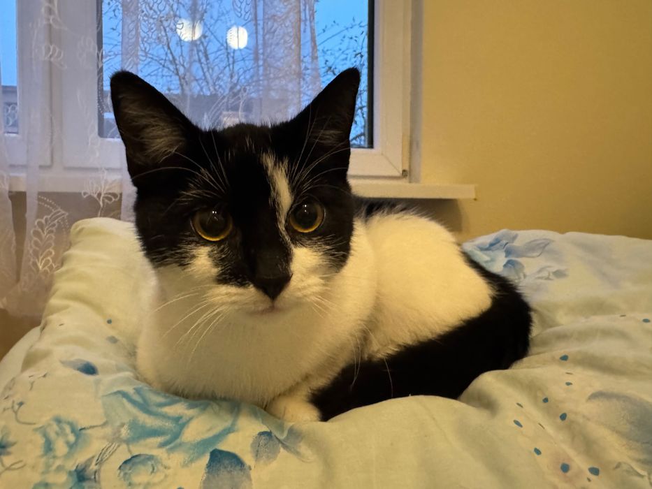 Oddam kotkę w dobre ręce 5 miesięcy