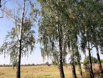 Продам шикарну ділянку в с. Гоголів, Броварського р-на.