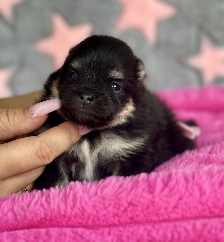 ***Szpic miniaturowy,pomeranian,piesek***