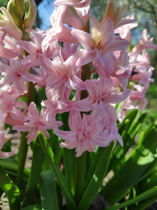 Гіацинт махровий