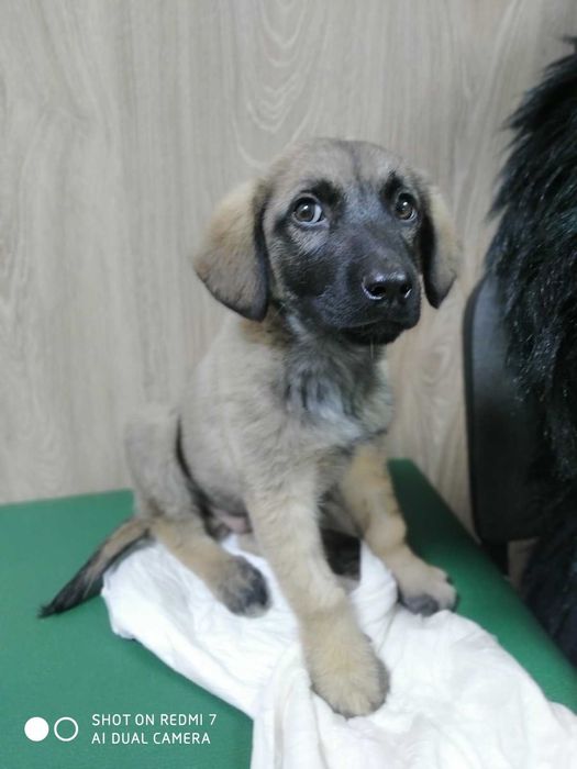 Цуценята в добрі руки!