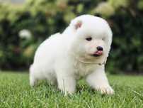 Samoyed Suczki ZKwP FCI