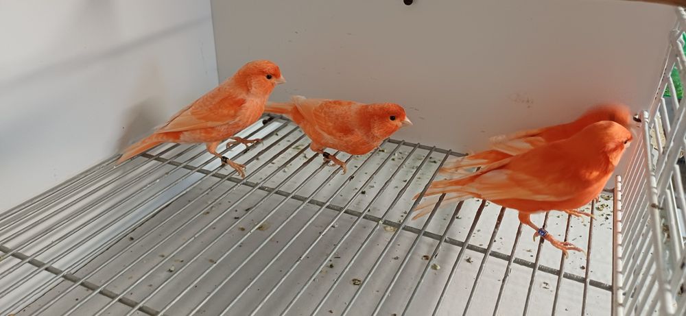 Vermelho intensivo e nevado