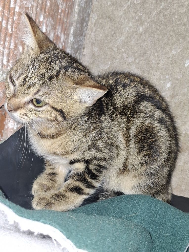Gatinha de 2 meses para adoção