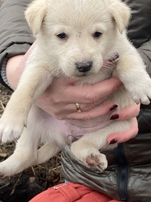 дівчинка безкоштовно