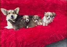 Welsh Corgi Pembroke z rodowodem