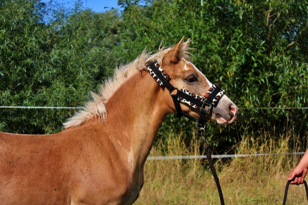 Ogierek Haflinger