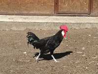 Koguty MINIOR leghorn