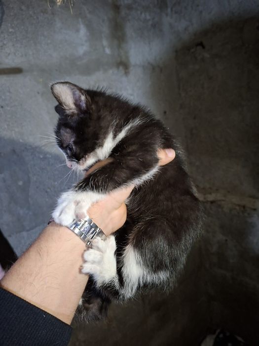 Gatinhas com 2 meses para adoção