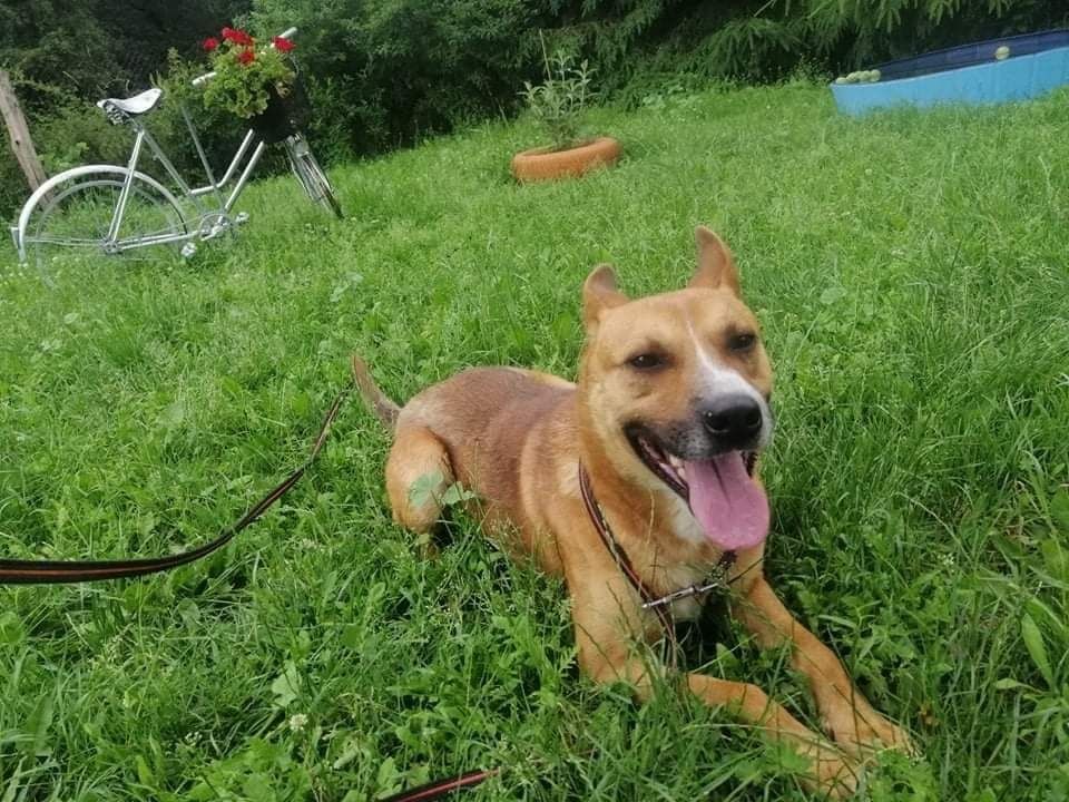 Norbi w typie Amstaff młody psiak z charakterem szuka domu