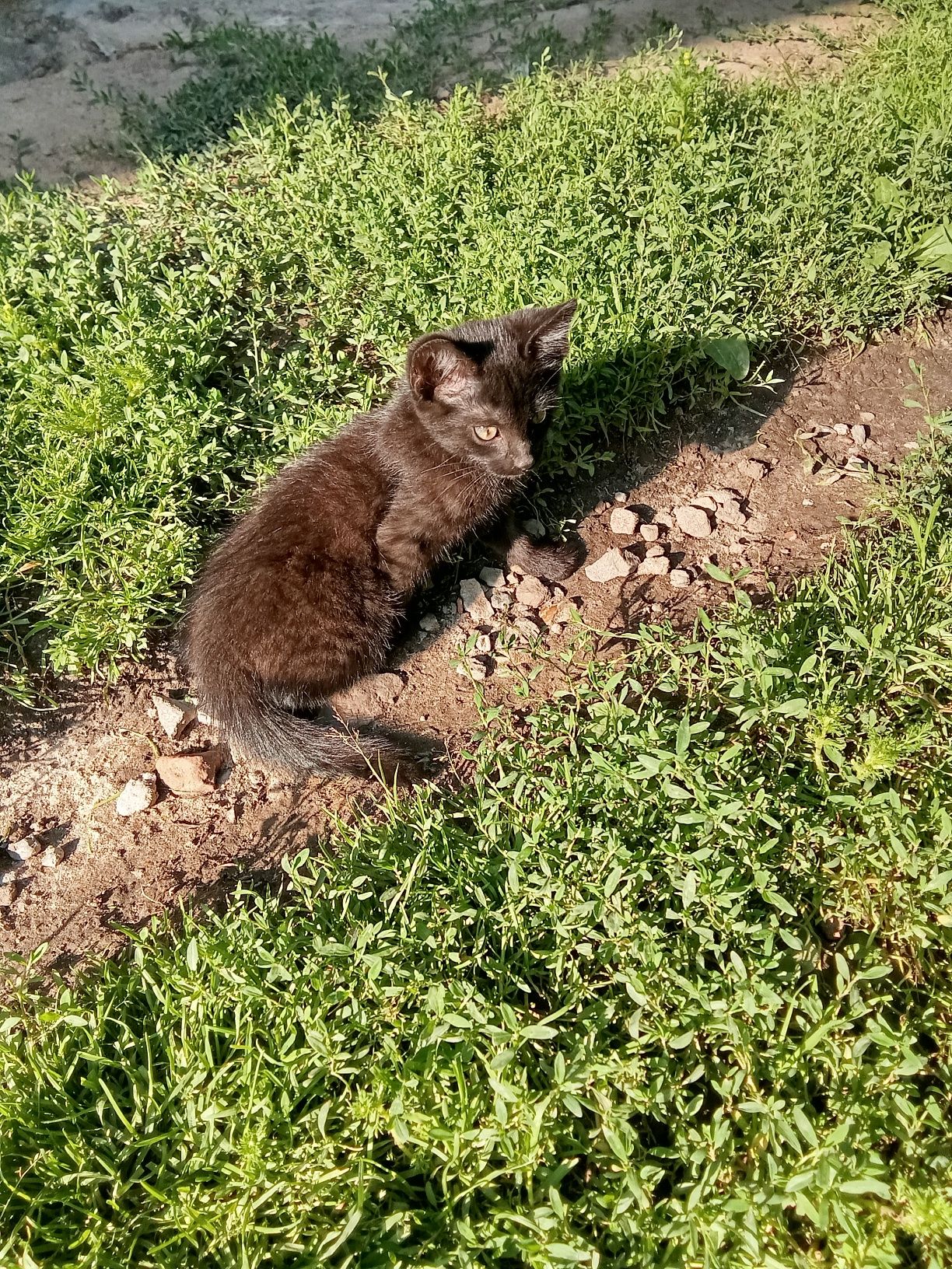 Oddam kociczkę za darmo