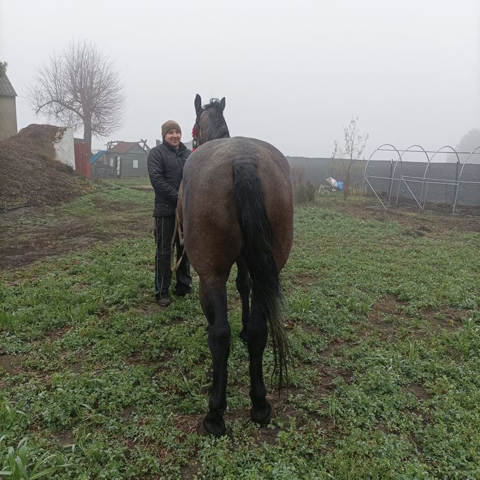Sprzedam klacz w typie  Śląska