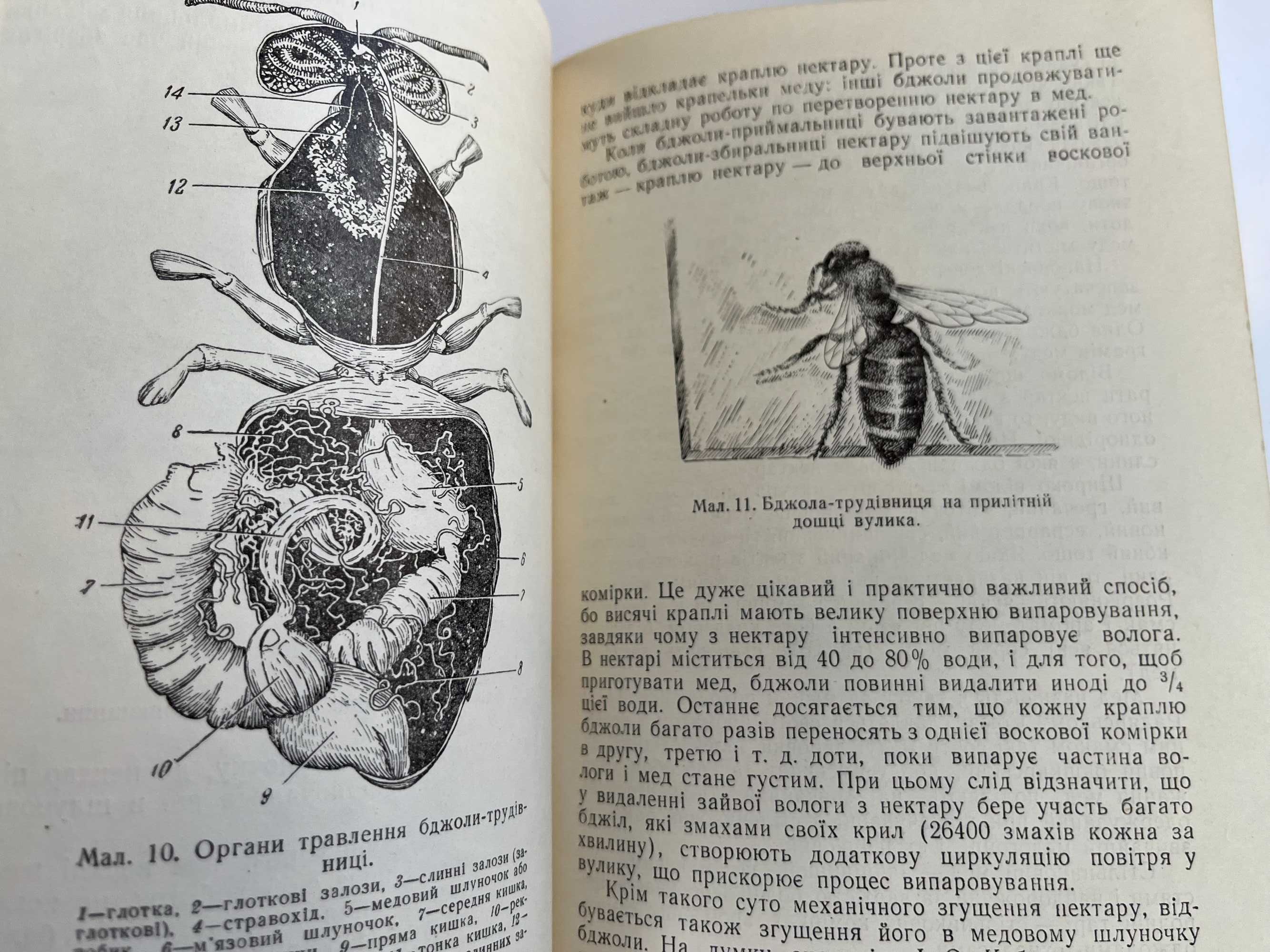 Лікувальні властивості меду і бджоляної отрути" 1956 г