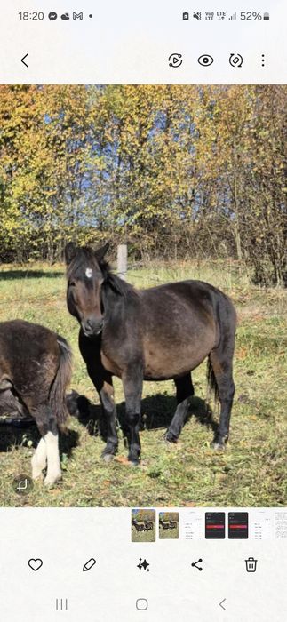 Sprzedam klacz huculska z licencją
