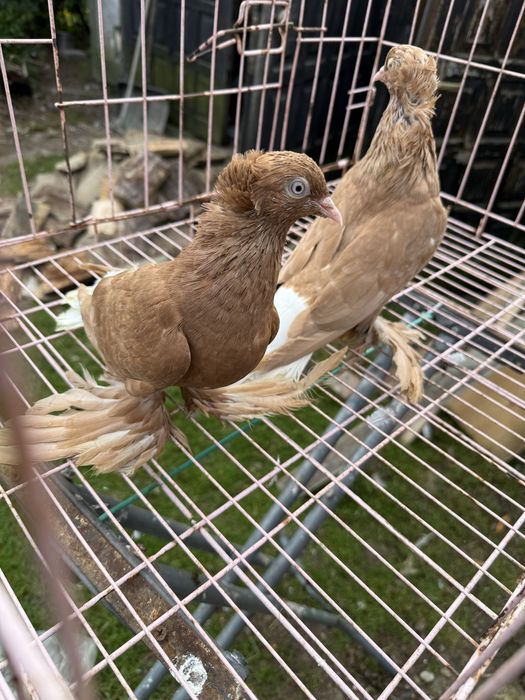 Sprzedam wiszfany zolte koroniate kosmate