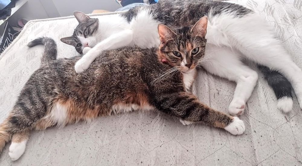 ZAGINĘŁA KOTKA – RUBI  dla znalazcy 1000 zł