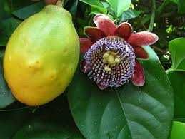 Frutiferas Exoticas