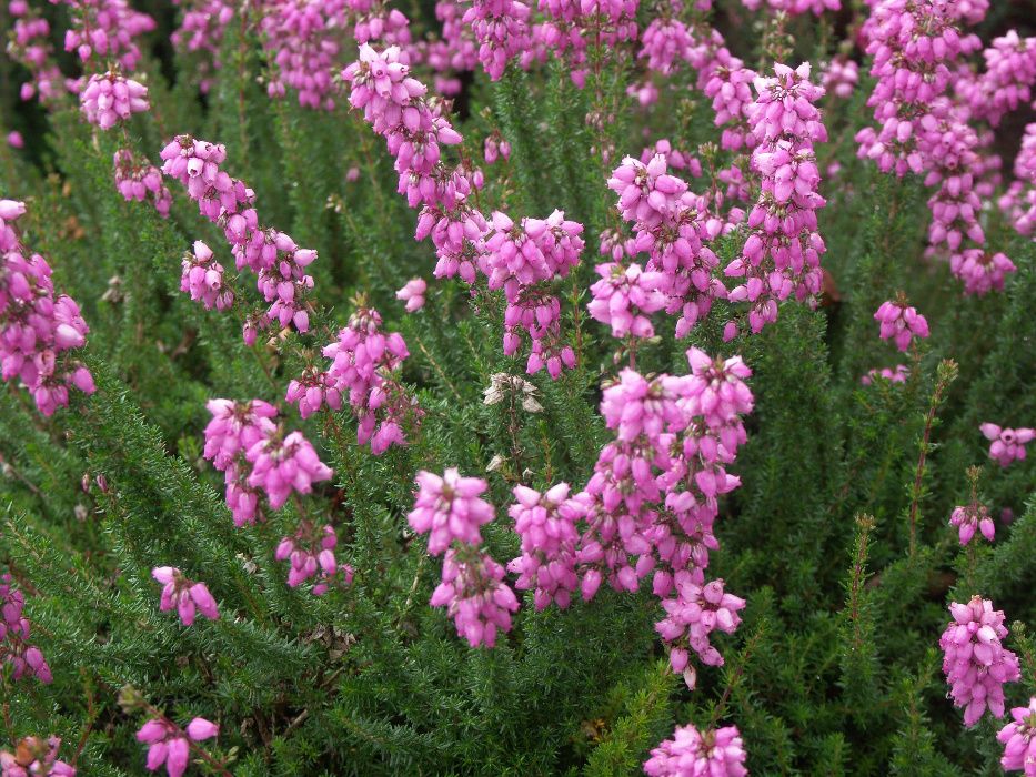 Wrzosiec bagienny, różne odmiany - 'erica tetralix' Mary, Alba,