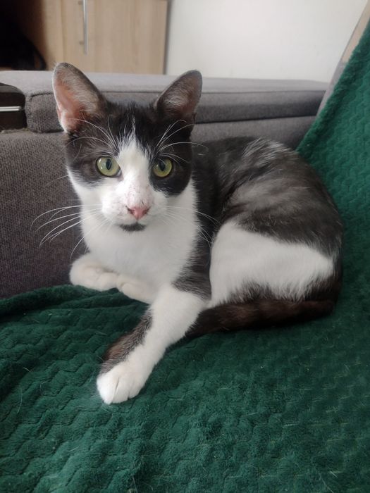 Tymianek - przeżył cudem, teraz czeka na dom