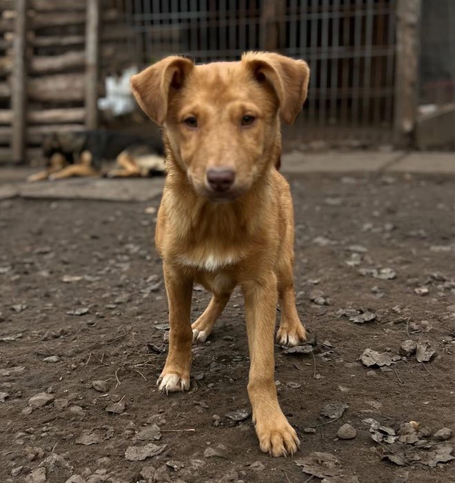 Ярик отдам в семью