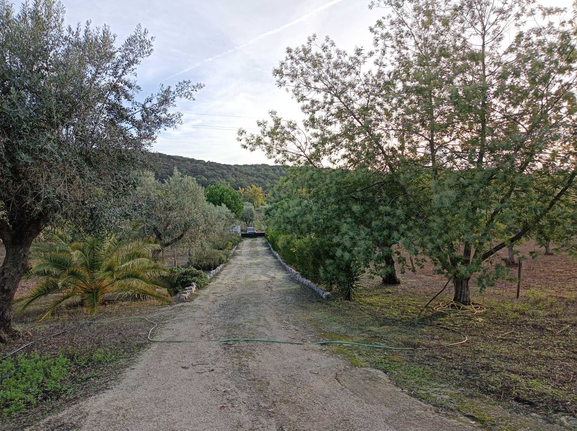 Monte alentejano reconstruido com olival
