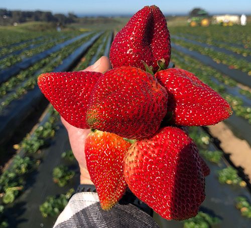 Morangueiros que dão morangos gigantes muito saborosos