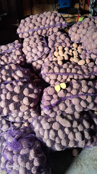 Продам домашню картоплю