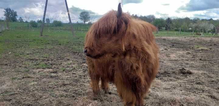 Highland cattle mlode bydło ponownie dostępne.