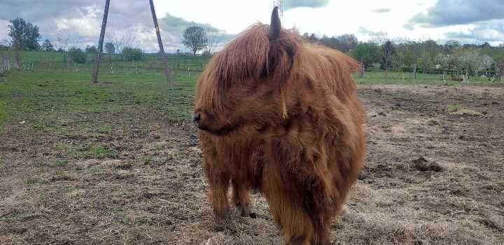 Highland catlle mlode bydło