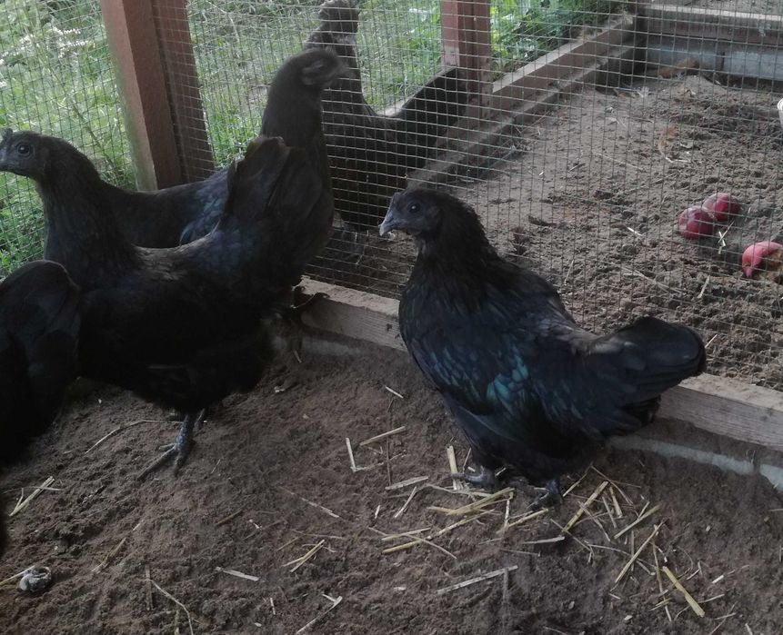 Ayam Cemani 2022 para