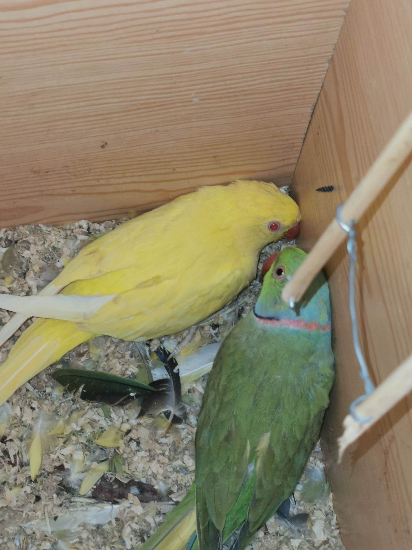 Vendo casal de ring neck  sem anilhas