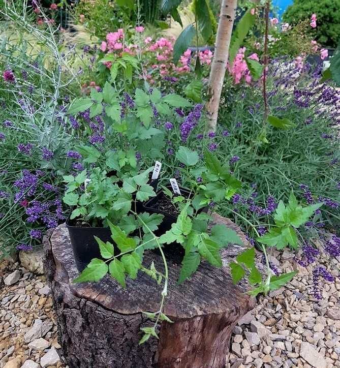 Powojnik bylinowy clematis 3 szt. P9 K11